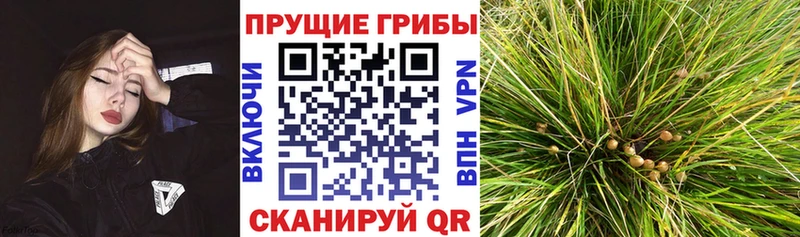 Псилоцибиновые грибы MAGIC MUSHROOMS  магазин    Собинка 